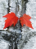 Maple Leaves on Birch Photographic Print by Frank Krahmer