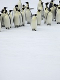 Group of Emperor Penguins Standing on Ice Lámina fotográfica por Tobias Bernhard Group of Emperor Penguins Standing on Ice Lámina fotográfica por Tobias Bernhard