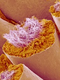 Sperm in Testis of a Rat Photographic Print by Micro Discovery 