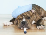 English Bulldog Feeling Sick Photographic Print