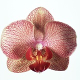 Speckled Orchid Fotografisk trykk av Cora Buttenbender Speckled Orchid Fotografisk trykk av Cora Buttenbender