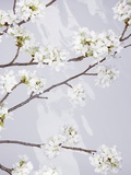 Cherry Blossoms Above Water Photographic Print by Hiromoto Hirata