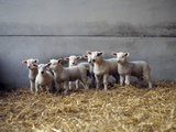 Lambs in Barn Photographic Print by Adrian Burke