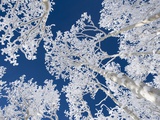 Aspen Trees with Snow Photographic Print by Grafton Smith