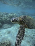 Green Sea Turtle Swimming Photographic Print