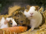 Guinea Pigs With Carrot Photographic Print by Markus Botzek