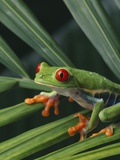 Red Eyed Tree Frog on Plant Photographic Print
