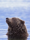 A Brown Bear Emerges from a Lake Photographic Print by John Eastcott & Yva Momatiuk