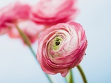 Pink ranunculus Photographic Print by Ada Summer