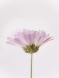 Flowers Photographic Print by Robert Llewellyn