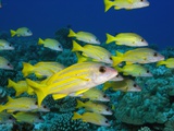 Bluelined Snapper in French Polynesia Fotografie-Druck von Stephen Frink