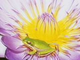 Eastern Dwarf Tree Frog on Blossoming Water Lily Fotografisk trykk av Gary Bell Eastern Dwarf Tree Frog on Blossoming Water Lily Fotografisk trykk av Gary Bell