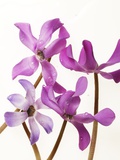 Purple Cyclamen Fotografisk trykk av Cora Buttenbender Purple Cyclamen Fotografisk trykk av Cora Buttenbender