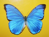 Blue morpho butterfly Impressão fotográfica por Bernd Vogel Blue morpho butterfly Impressão fotográfica por Bernd Vogel