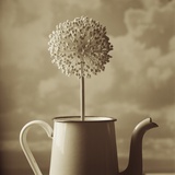 Blooming Allium in Old Metal Coffee Pot Photographic Print by Tom Marks