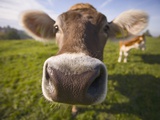 Curious Cow Photographic Print by Uli Wiesmeier