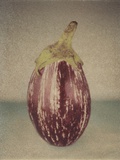 Italian Eggplant Photographic Print by Jennifer Kennard