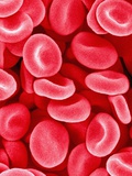 Human Red Blood Cells Fotografie-Druck von Micro Discovery 
