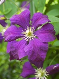 Purple Flowers Photographic Print by Mark Bolton