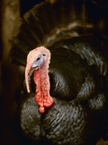 Turkey Photographic Print by Robert Llewellyn