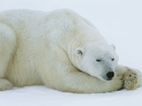 Polar Bear Sleeping Photographic Print