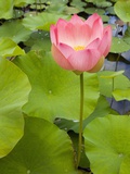 Lotus Bloom Photographic Print by Markus Botzek