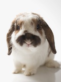 Lop-eared rabbit Lámina fotográfica Lop-eared rabbit Lámina fotográfica
