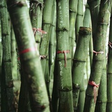Bamboo Plants Photographic Print by Mika 