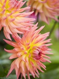 Dahlia 'Karma Sangria' in Bloom Photographic Print by Mark Bolton
