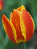 Orange and Yellow Tulip Photographic Print by Dency Kane