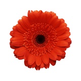 Intense Orange Gerbera Daisy Photographic Print