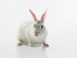 White rabbit Photographic Print