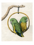 Illustration of Two Lovebirds Giclee Print