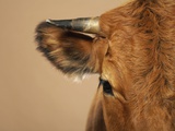 Cow's Face Photographic Print by Judith Haeusler