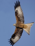 Red Kite in Flight Photographic Print by Andrew Parkinson
