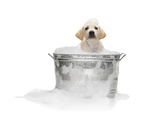 Puppy Taking Bath Photographie par Lew Robertson