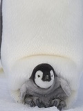 Emperor Penguin Chick on Mother's Feet Lámina fotográfica por Paul Souders Emperor Penguin Chick on Mother's Feet Lámina fotográfica por Paul Souders
