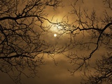 Branches Surrounding Harvest Moon Photographic Print by Robert Llewellyn