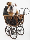 English Bulldog Puppy in a Baby Carriage Photographic Print by Peter M. Fisher English Bulldog Puppy in a Baby Carriage Photographic Print by Peter M. Fisher