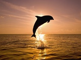 Craig Tuttle - Dolphin Breaching at Sunset - Fotografik Baskı Craig Tuttle - Dolphin Breaching at Sunset - Fotografik Baskı