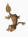 Leaf-tailed Gecko Photographic Print by Martin Harvey