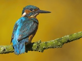 Common Kingfisher Perching Photographie par Andy Rouse