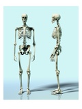 Two Skeletons Lámina giclée por Matthias Kulka