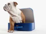 English Bulldog Puppy Sitting in a Lunch Box Photographic Print by Peter M. Fisher