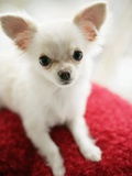 Chihuahua Sitting on Red Cushion Photographic Print