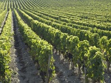 Rows of Grapevines in Vineyard Photographic Print by Guenter Rossenbach