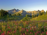 Wildflowers and Tatoosh Range Photographic Print by Craig Tuttle