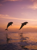 Stuart Westmorland - Jumping Bottlenose Dolphins Fotografická reprodukce