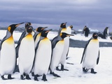 King Penguins Photographic Print