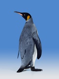King Penguin Photographic Print by Robert Dowling